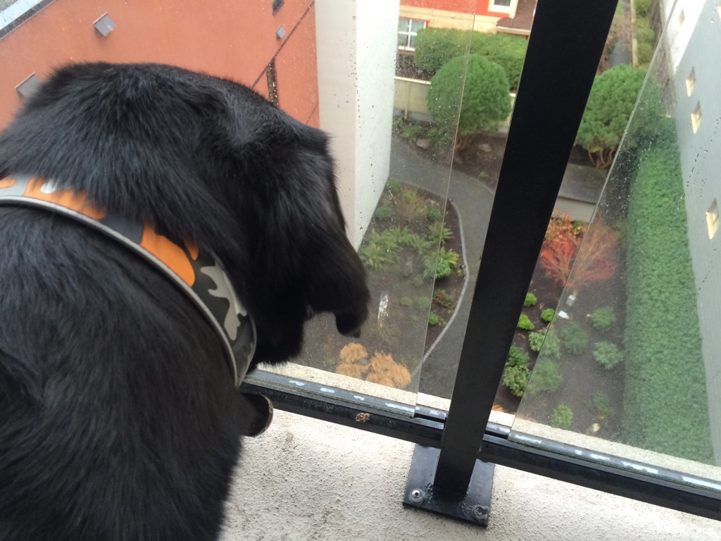 oswego_dog_balcony